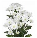 ΧΡΥΣΑΝΘΕΜΟ  ΛΕΥΚΟ  CHRYS. T BALTICA WHITE